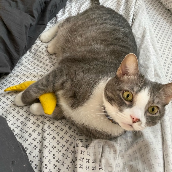 Meet your Posher, Debbie - Picture 1 of 1